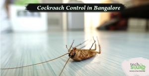 Ultimate Cockroach Control in Bangalore with TehSquadTeam